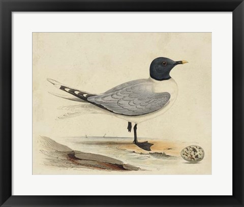 Framed Meyer Shorebirds I Print