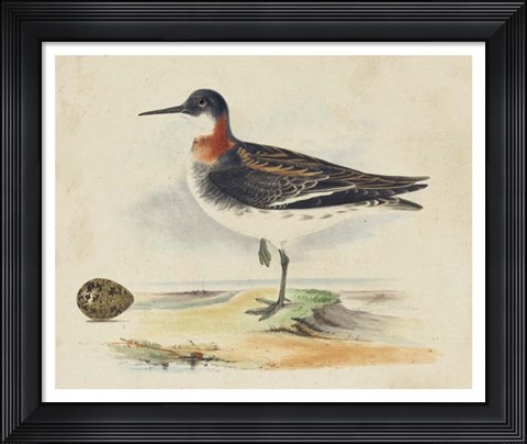 Framed Meyer Shorebirds II Print