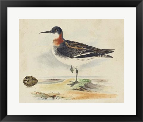 Framed Meyer Shorebirds II Print