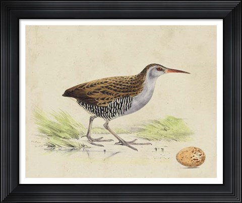 Framed Meyer Shorebirds III Print