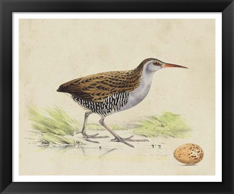 Framed Meyer Shorebirds III Print