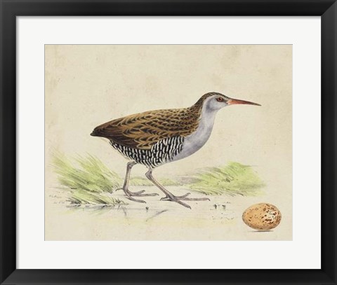 Framed Meyer Shorebirds III Print