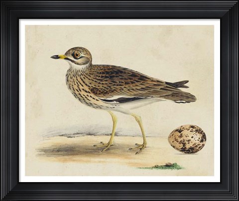 Framed Meyer Shorebirds IV Print