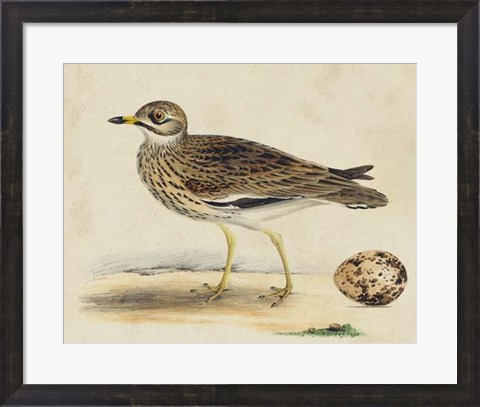 Framed Meyer Shorebirds IV Print