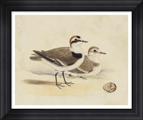 Framed Meyer Shorebirds V Print