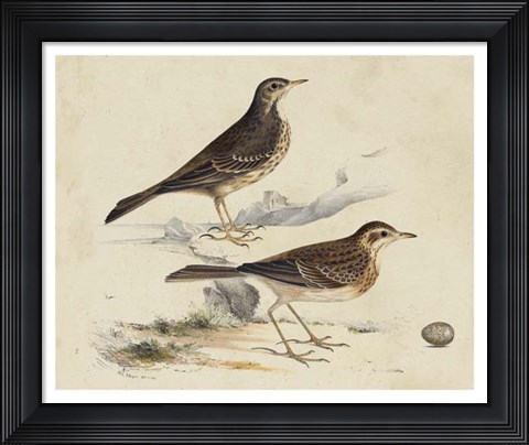 Framed Meyer Shorebirds VI Print