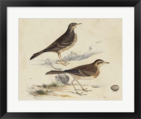 Framed Meyer Shorebirds VI Print