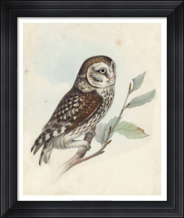Framed Meyer Little Owl Print