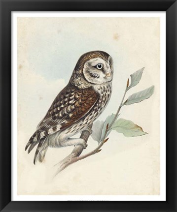 Framed Meyer Little Owl Print