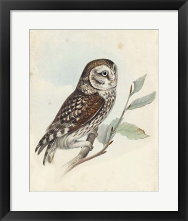 Framed Meyer Little Owl Print