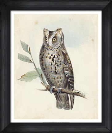Framed Meyer Scops-Eared Owl Print