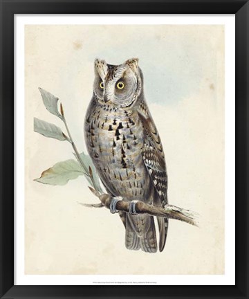 Framed Meyer Scops-Eared Owl Print