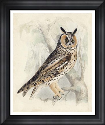 Framed Meyer Long-Eared Owl Print