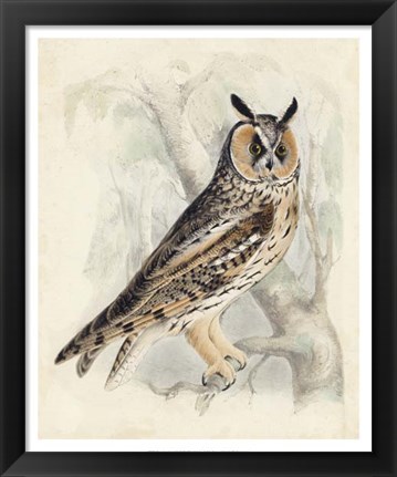 Framed Meyer Long-Eared Owl Print