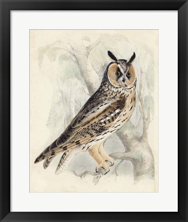 Framed Meyer Long-Eared Owl Print