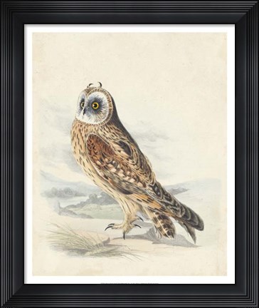 Framed Meyer Hawk Owl Print
