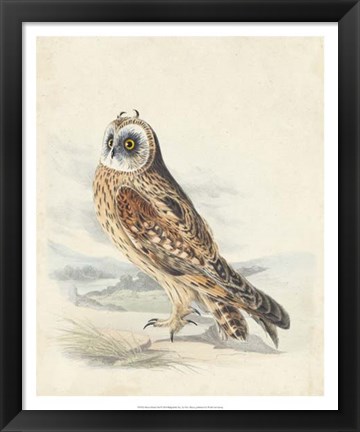 Framed Meyer Hawk Owl Print