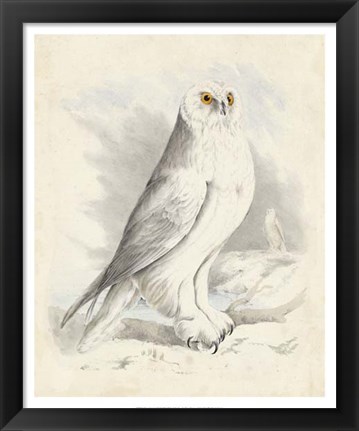 Framed Meyer Snowy Owl Print