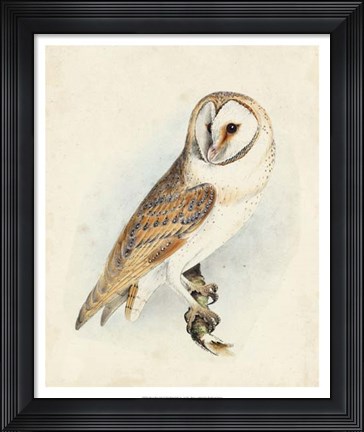 Framed Meyer Barn Owl Print