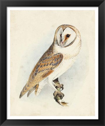 Framed Meyer Barn Owl Print