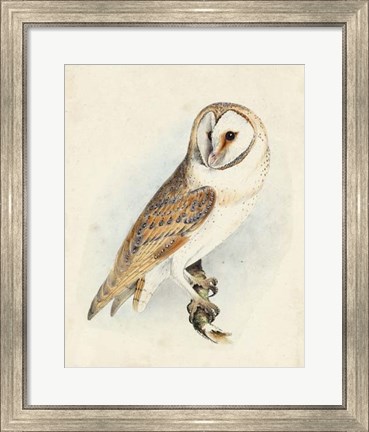 Framed Meyer Barn Owl Print