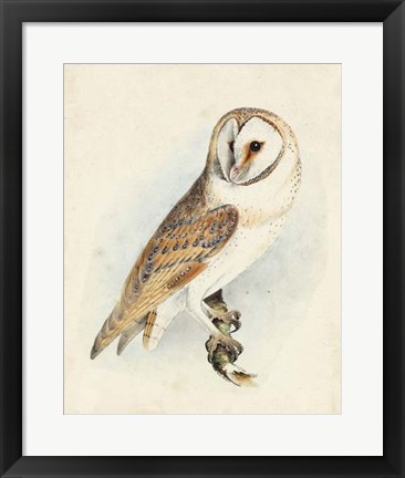 Framed Meyer Barn Owl Print