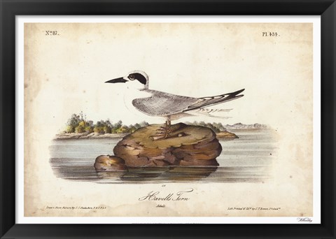Framed Audubon Havells Tern Print