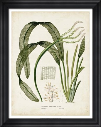 Framed Tropical Grass I Print
