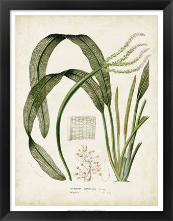 Framed Tropical Grass I Print