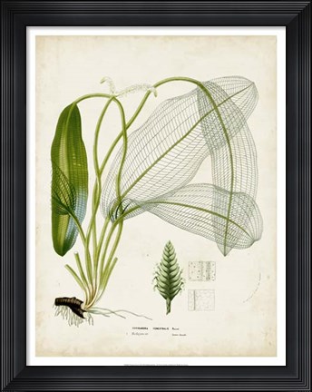 Framed Tropical Grass II Print