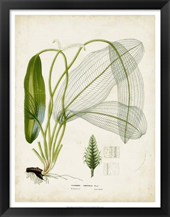 Framed Tropical Grass II Print