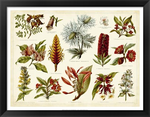 Framed Tropical Botany Chart I Print