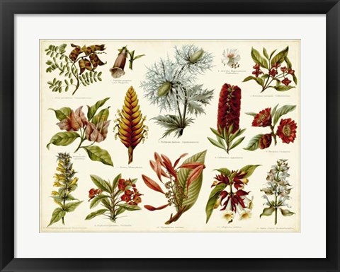 Framed Tropical Botany Chart I Print