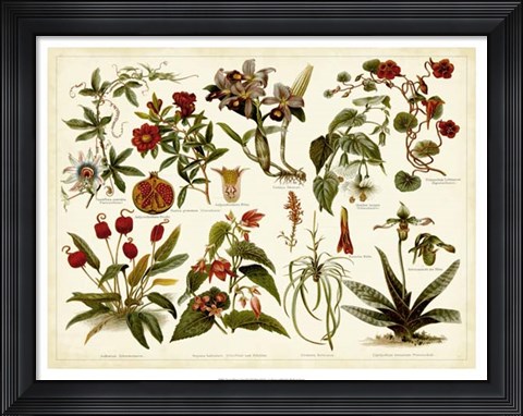 Framed Tropical Botany Chart II Print