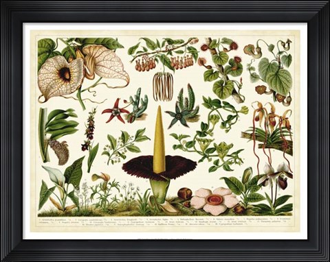 Framed Tropical Botany Chart III Print