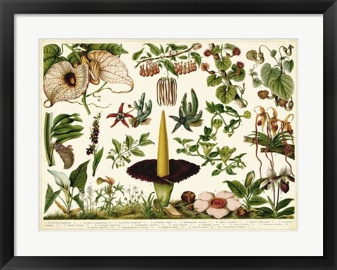 Framed Tropical Botany Chart III Print