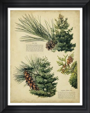 Framed Red Pine &amp; Eastern White Pine Print