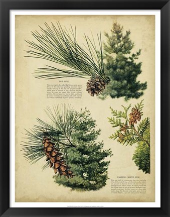 Framed Red Pine &amp; Eastern White Pine Print