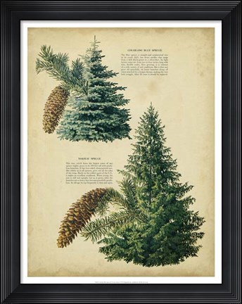 Framed Colorado Blue Spruce &amp;Norway Spruce Print