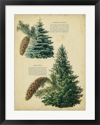 Framed Colorado Blue Spruce &amp;Norway Spruce Print