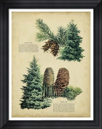 Framed Douglas Fir &amp; White Fir Print