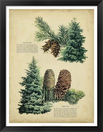 Framed Douglas Fir &amp; White Fir Print