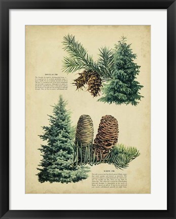 Framed Douglas Fir &amp; White Fir Print