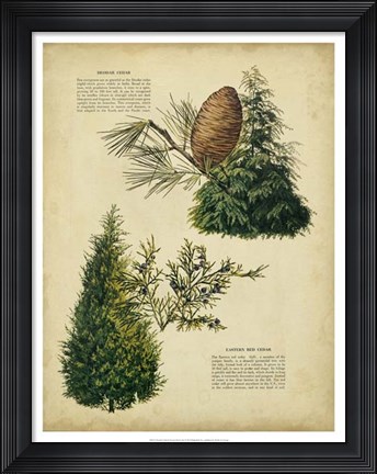Framed Deodar Cedar &amp; Eastern Red Cedar Print