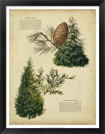 Framed Deodar Cedar &amp; Eastern Red Cedar Print