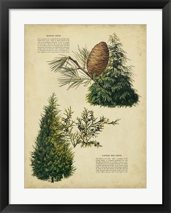 Framed Deodar Cedar &amp; Eastern Red Cedar Print