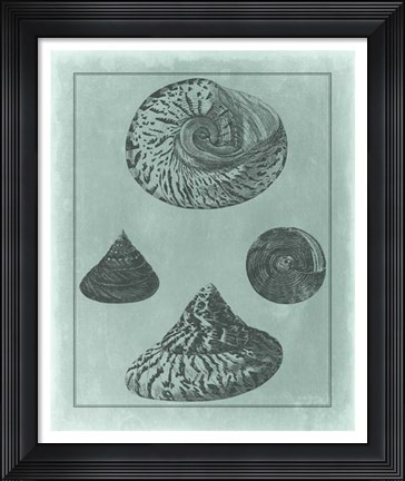 Framed Spa Shell Collection II Print