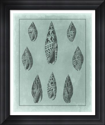 Framed Spa Shell Collection IV Print