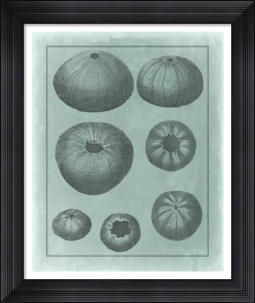 Framed Spa Shell Collection V Print