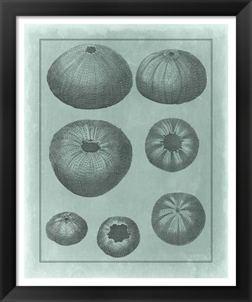 Framed Spa Shell Collection V Print
